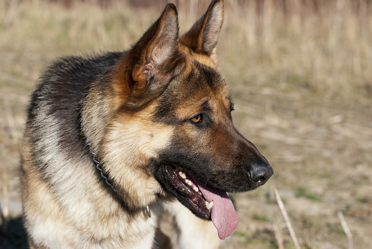 How to Keep Your Pet Safe During an Emergency